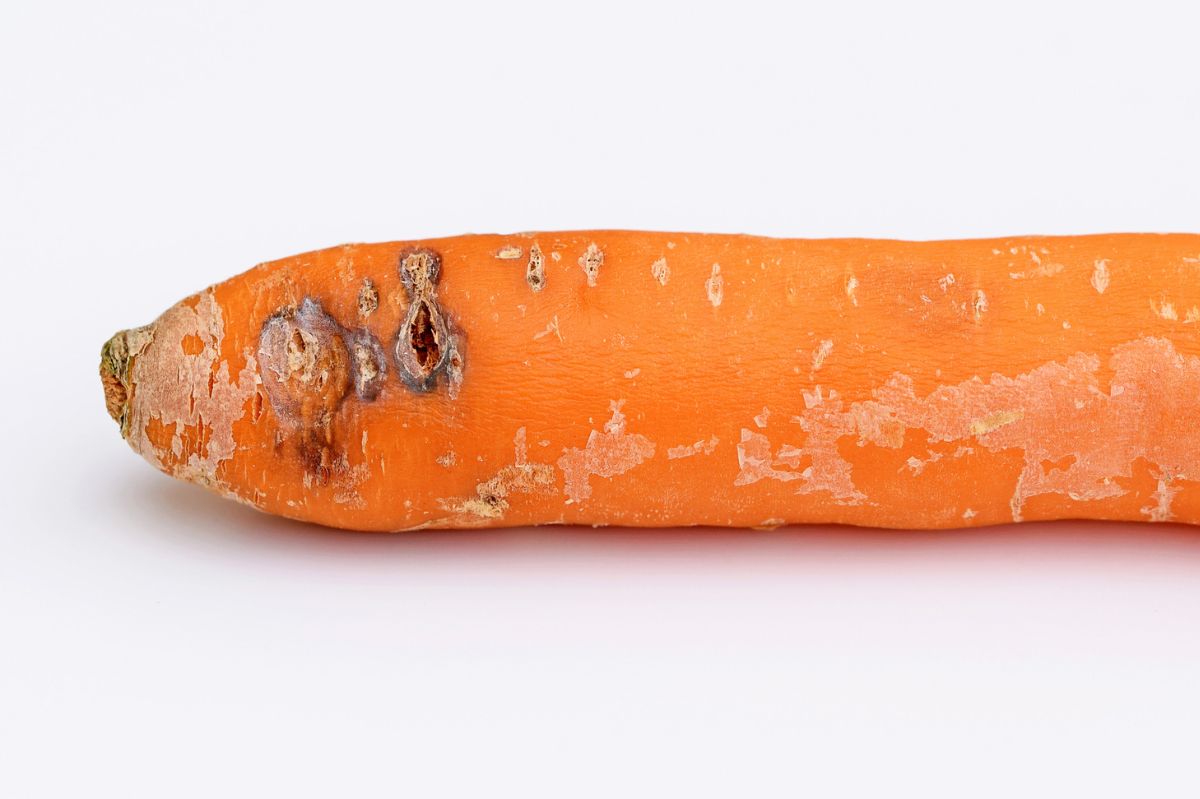 Czy można jeść marchew z czarnymi plamami? Błąd jest bardzo szkodliwy