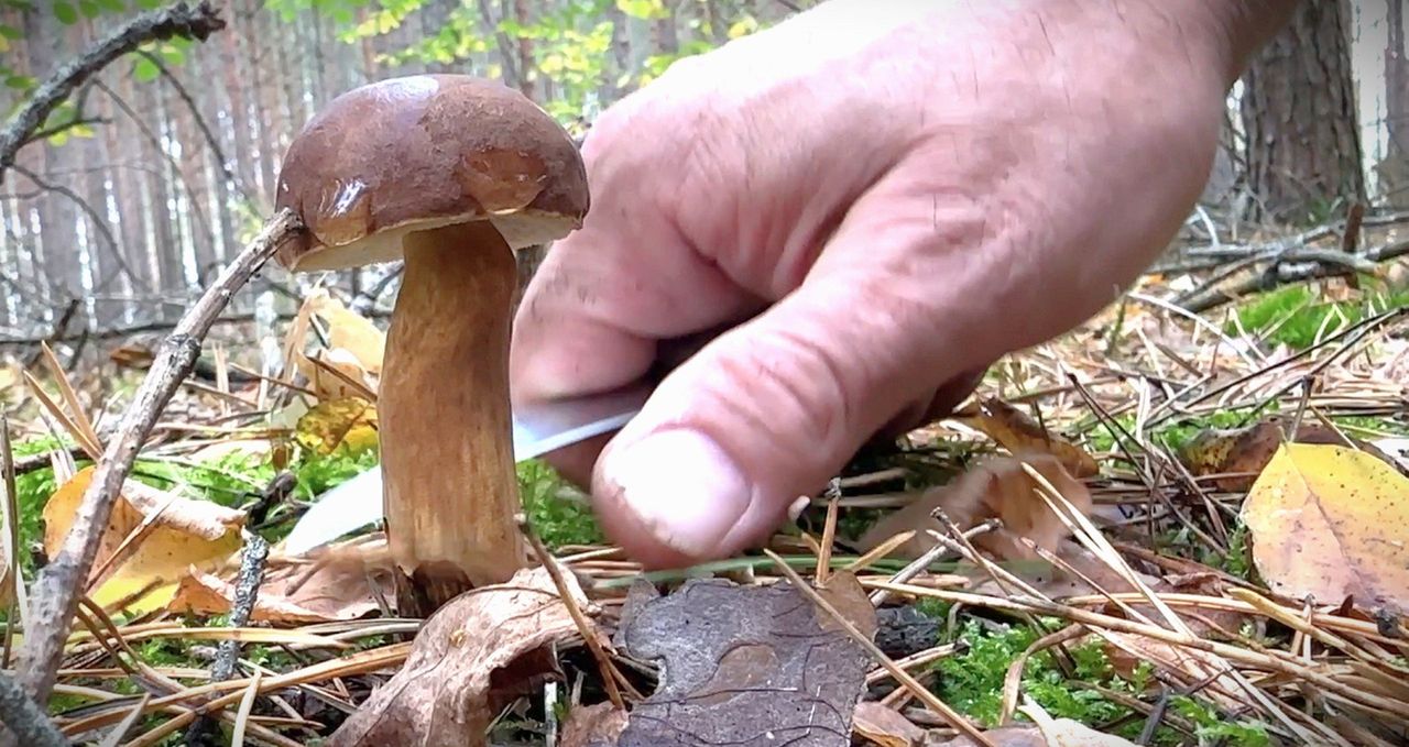 Po deszczu znów mogą ruszyć grzyby. Jak je zbierać?