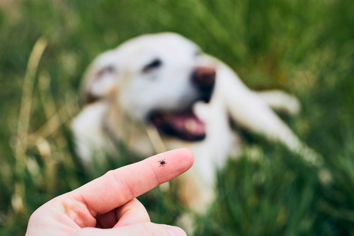 Safeguard your furry friends. A simple, natural repellent against ticks