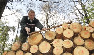 Niemieccy leśnicy biją na alarm. Plaga masowych kradzieży drewna