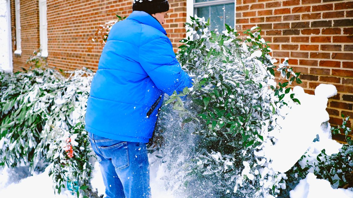 Usuwanie śniegu z roślin