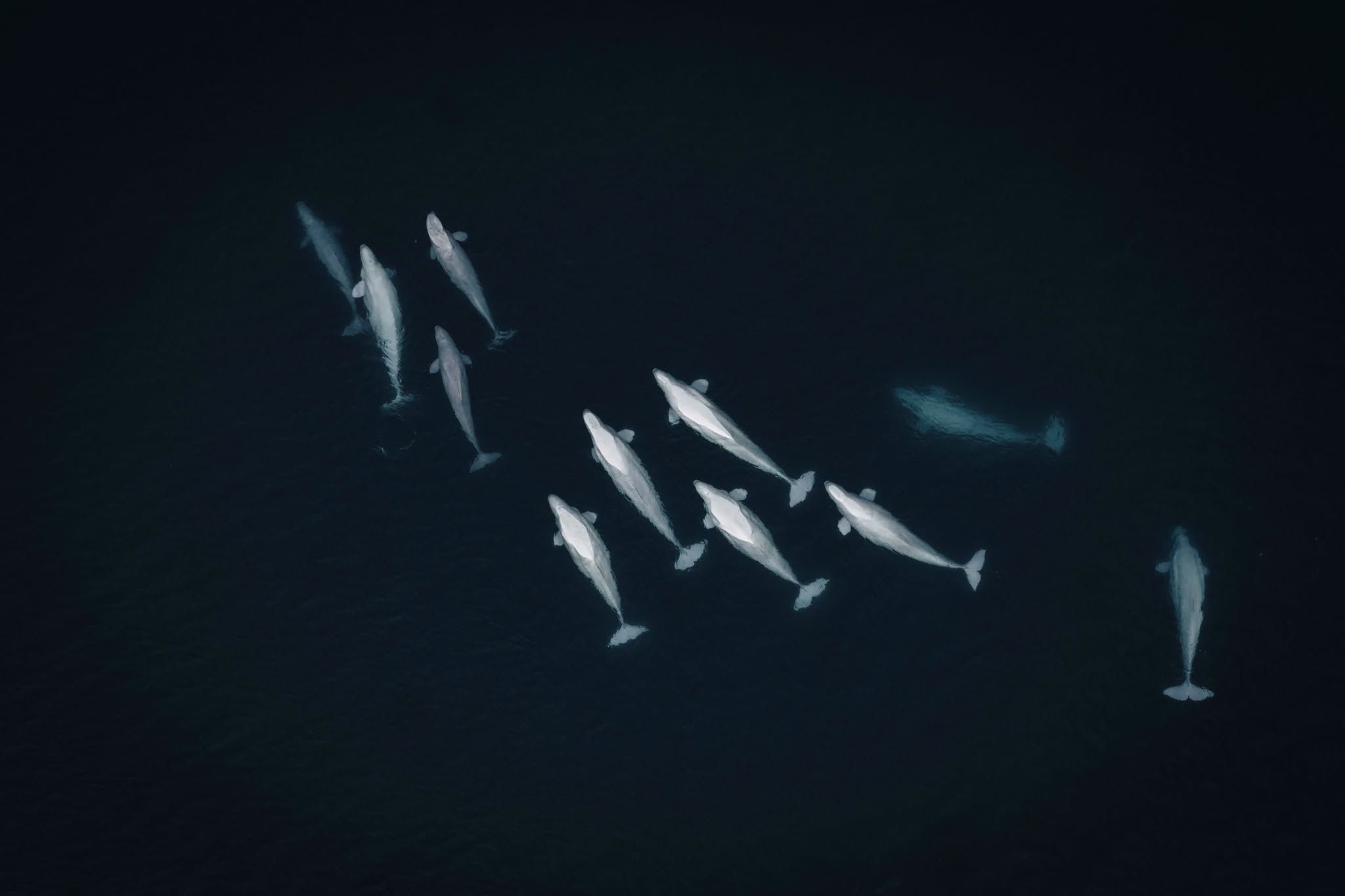 Na Spitsbergen trwa wyprawa "Nauka. Muzyka. Arktyka".