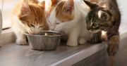 Koty nie mogą jeść tych produktów. Finał może być opłakany