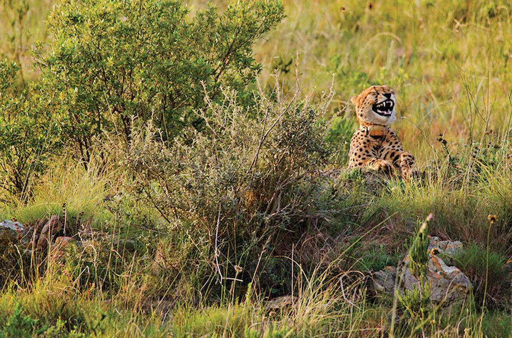 Najzabawniejsze zwierzaki konkursu Comedy Wildlife Photography Awards 2016 24