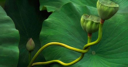 Polskie ogrody wyróżnione w konkursie fotografów botanicznych