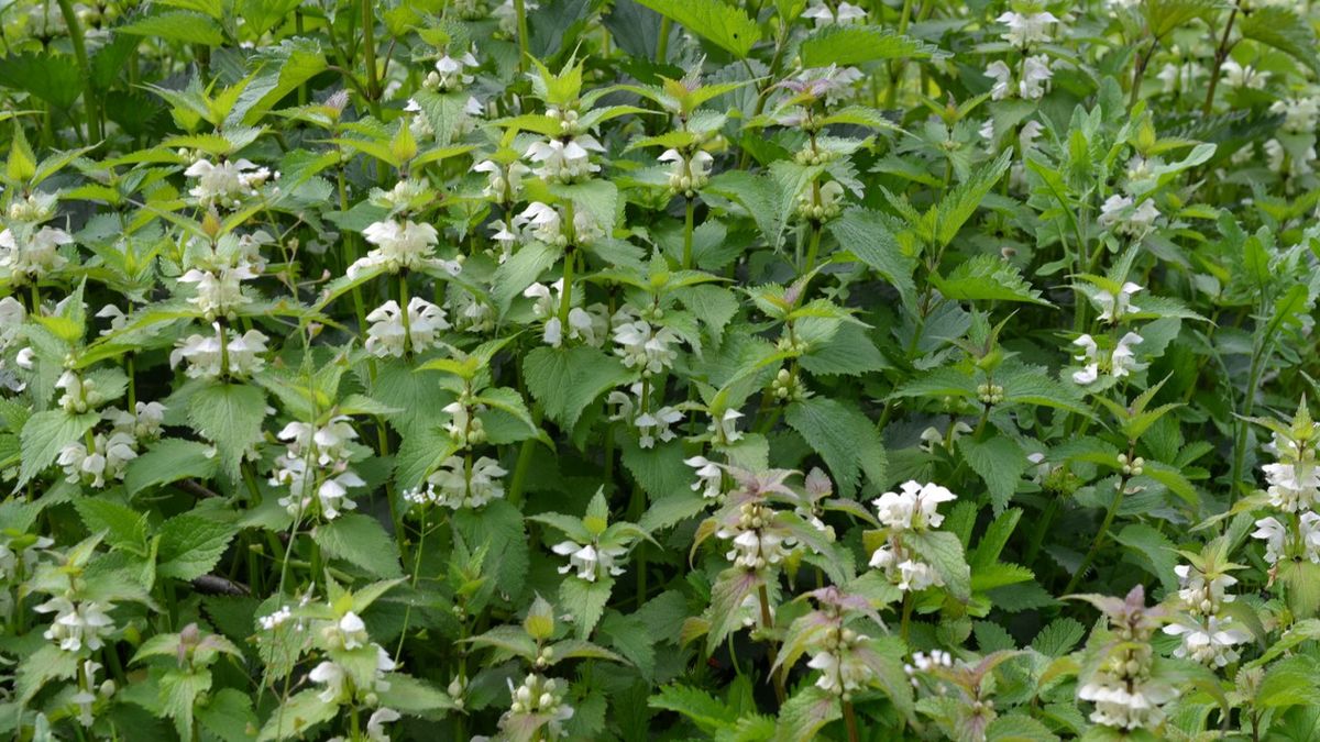 Jasnota biała pomaga przy bolesnym miesiączkowaniu.