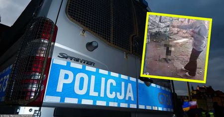 Nastolatki znęcały się nad kotem. Wszystko nagrały