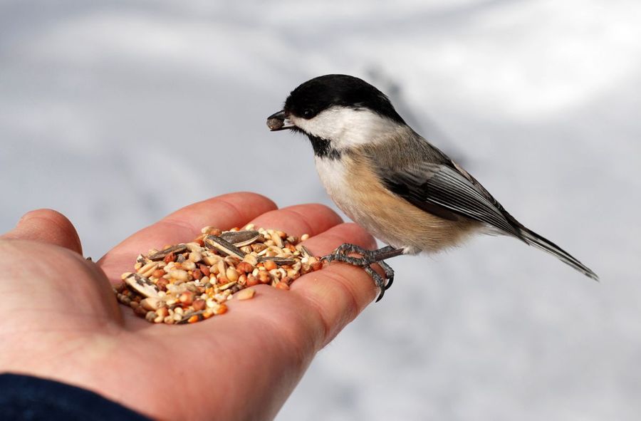 Be careful what you feed birds. You could be damaging ecosystem