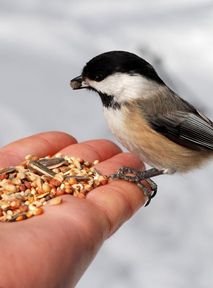 Be careful what you feed birds. You could be damaging ecosystem