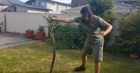 Australia. W ogrodzie zadomowił się śmiercionośny wąż
