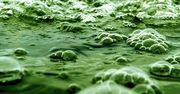 USA inwestuje 78 milionów dolarów w rozwój biopaliw z alg