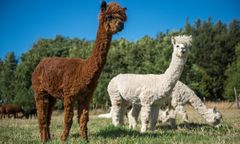 Przełom w poszukiwaniach Uszatka. Pomogła zasadzka