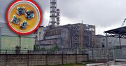 Wzrasta dzięki promieniowaniu. Zajął całą elektrownię w Czarnobylu