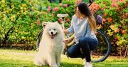 Samoyed pies wygląda jak pluszak, ale potrzebuje znacznie więcej. Nie bierz go tylko oczami