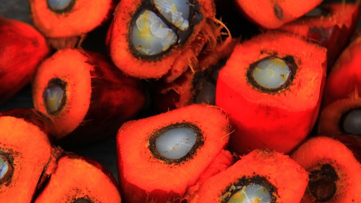 Olej palmowy to stały olej roślinny otrzymywany z nasion lub miąższu olejowca gwinejskiego