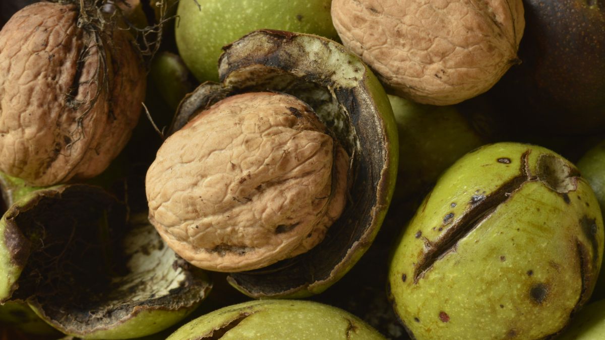 Łupiny orzechów włoskich mają szerokie zastosowanie