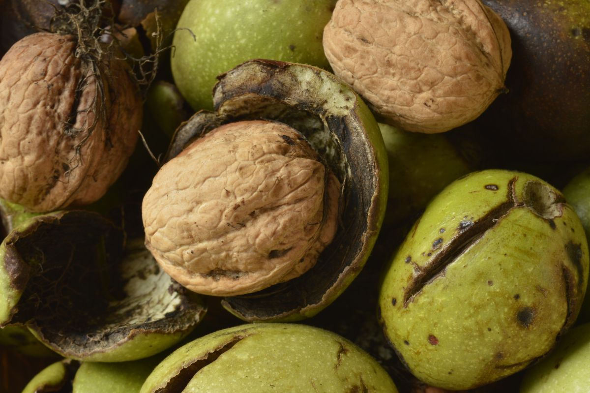Walnut shells have a wide range of uses.
