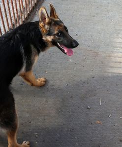 Wielkopolska. Psy pogryzły dziecko. 11-latek w szpitalu