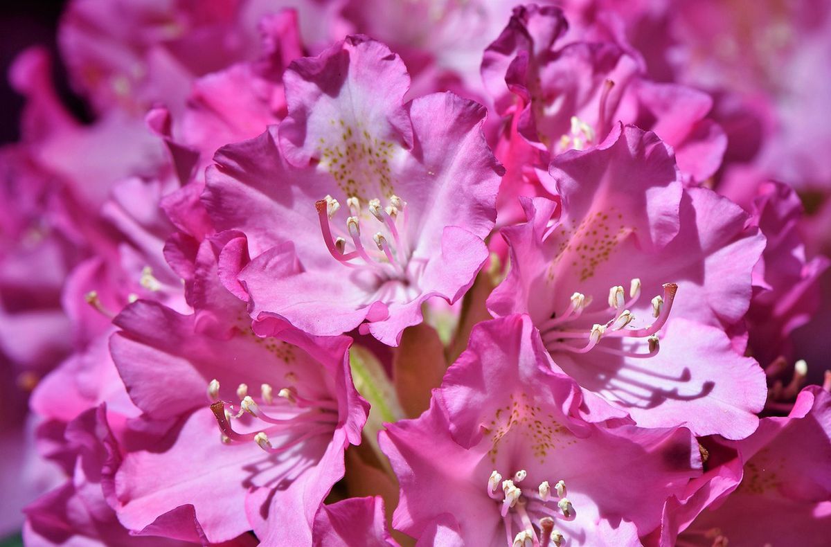 Różowy rododendron cieszy oko piękną barwą