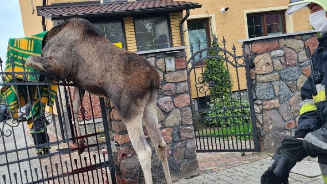 Łoś zawisł na płocie w centrum miasta