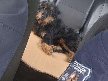 Pies błąkał się po drodze S-61. Policjanci ruszyli mu na pomoc