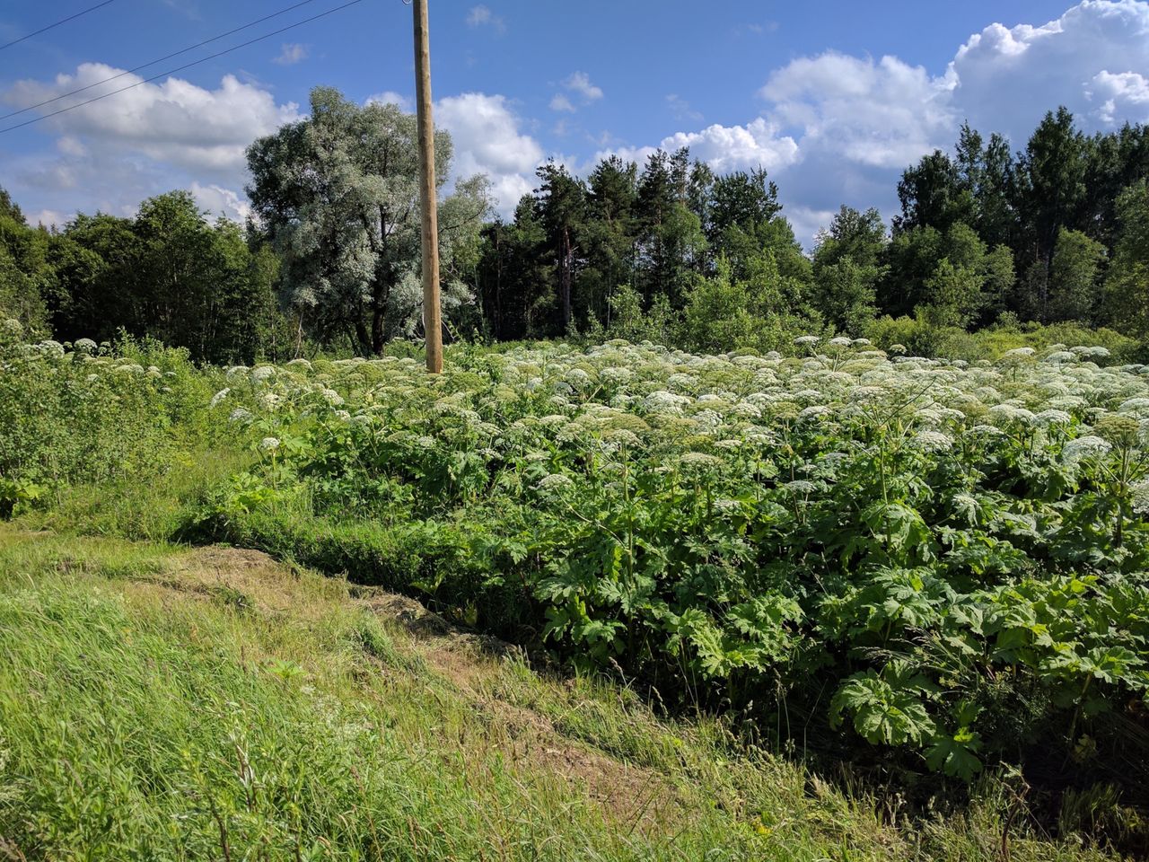 Barszcz Sosnowskiego. Ta groźna roślina ma zaskakujący genom