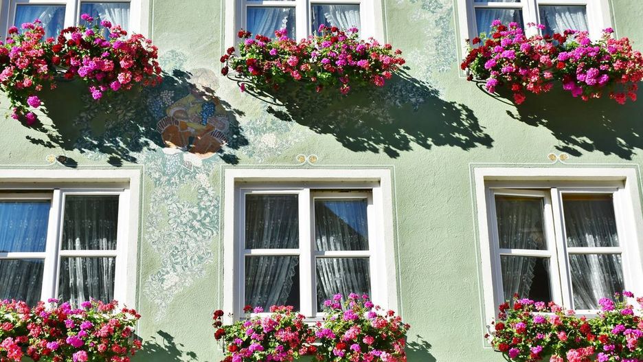Warszawskie pelargonie