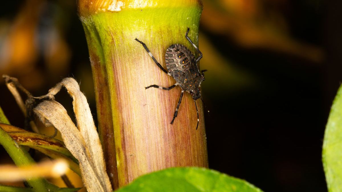 Afrykańskie kleszcze obecne w Polsce.