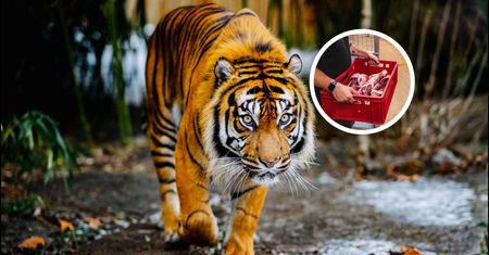 Szukają ludzi do pracy w zoo. Tyle płacą za karmienie tygrysów