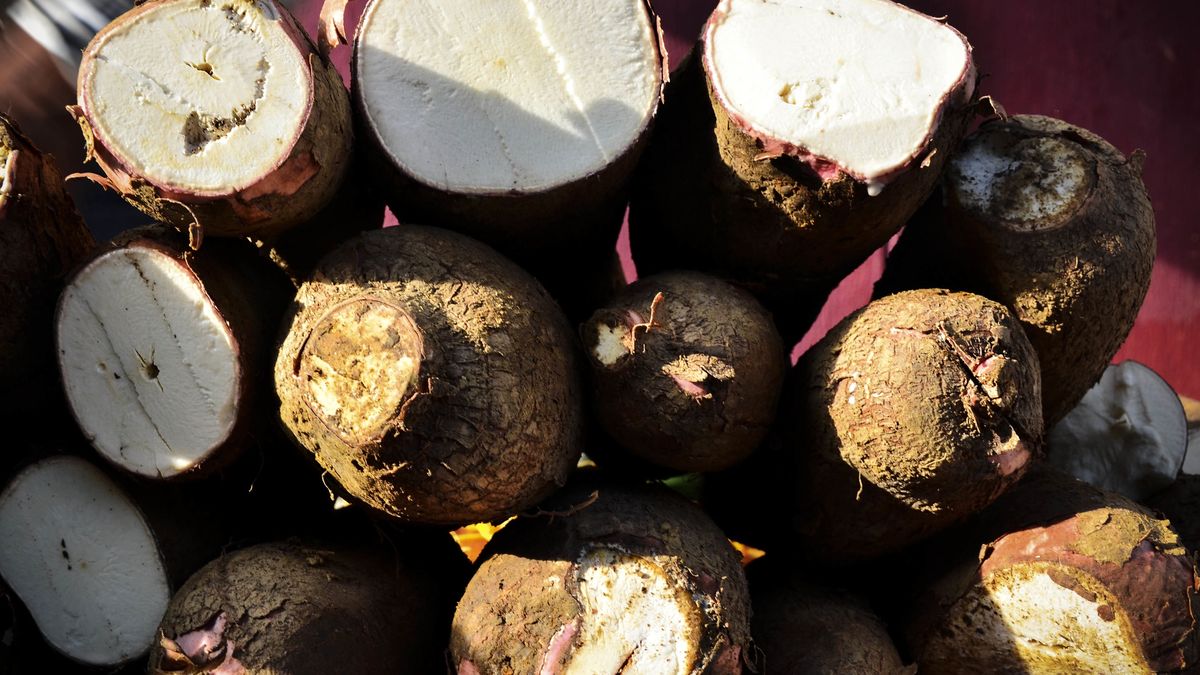 Maniok zawiera w sobie cyjanek