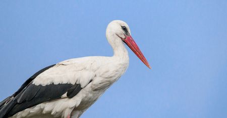Sławny bocian już nie jest sam. W gnieździe zaczyna się kluczowy czas