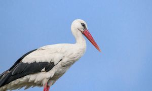 Sławny bocian już nie jest sam. W gnieździe zaczyna się kluczowy czas