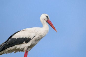 Sławny bocian już nie jest sam. W gnieździe zaczyna się kluczowy czas