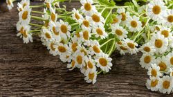 Złocień maruna - skład, działanie, właściwości, skutki uboczne