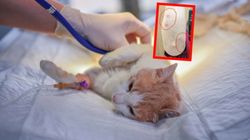 Zakażona kotka zadrapała lekarkę. Zaatakowała ją "choroba hodowcy róż"