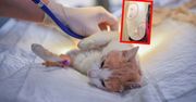Zakażona kotka zadrapała lekarkę. Zaatakowała ją "choroba hodowcy róż"