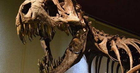 Skutek wyginięcia dinozaurów? Możemy pić wino