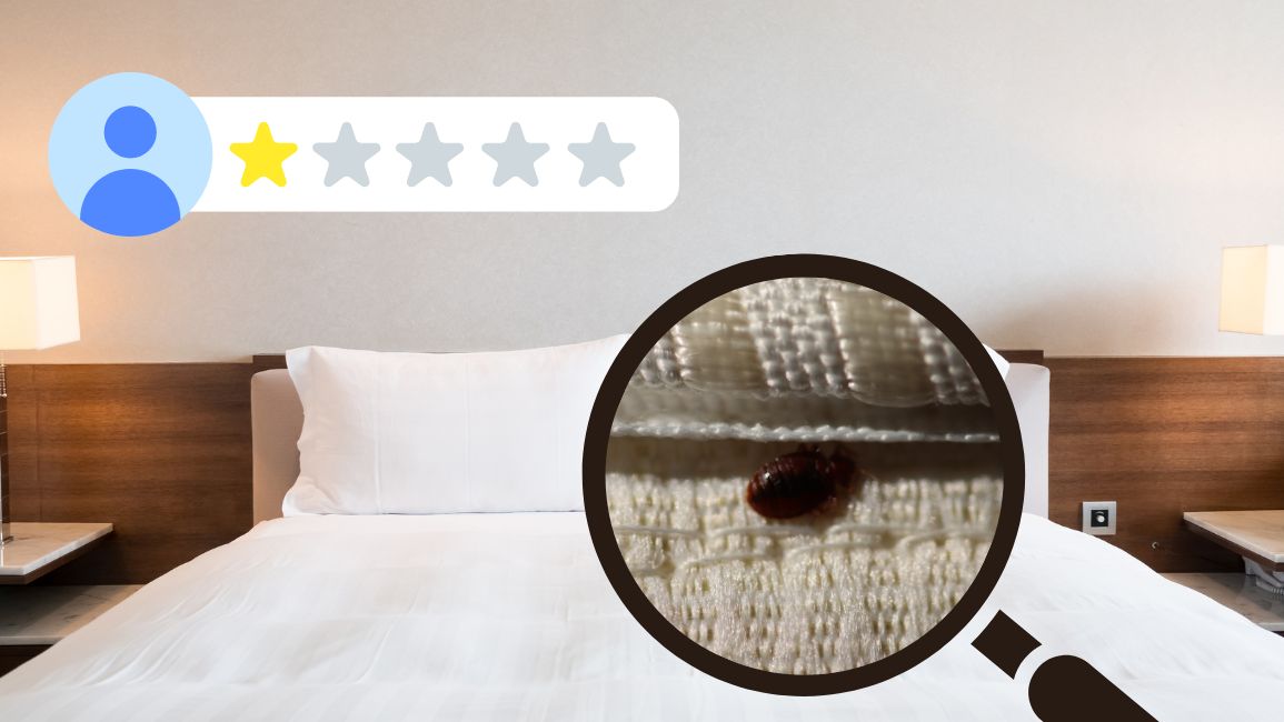  pluskwy w hotelu plaga 