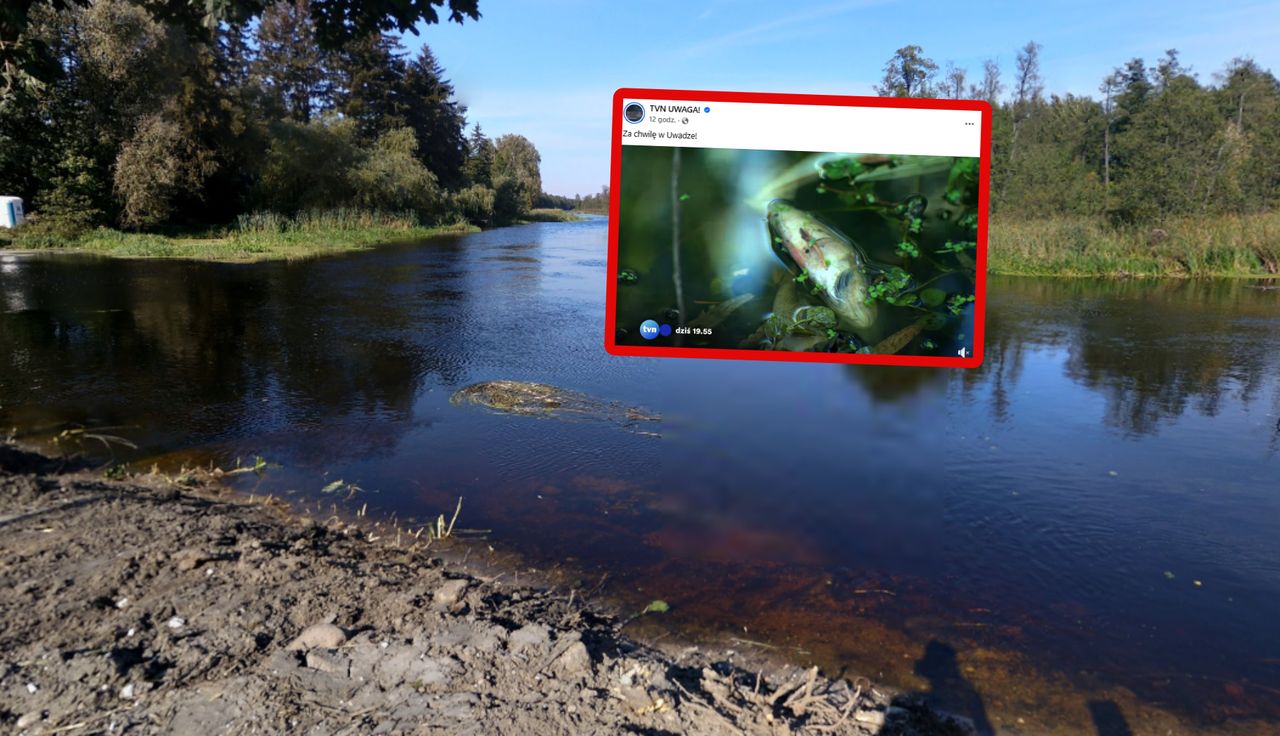 Ponad 800 kg. Skala katastrofy poraża. "Walczyły o każdy oddech"