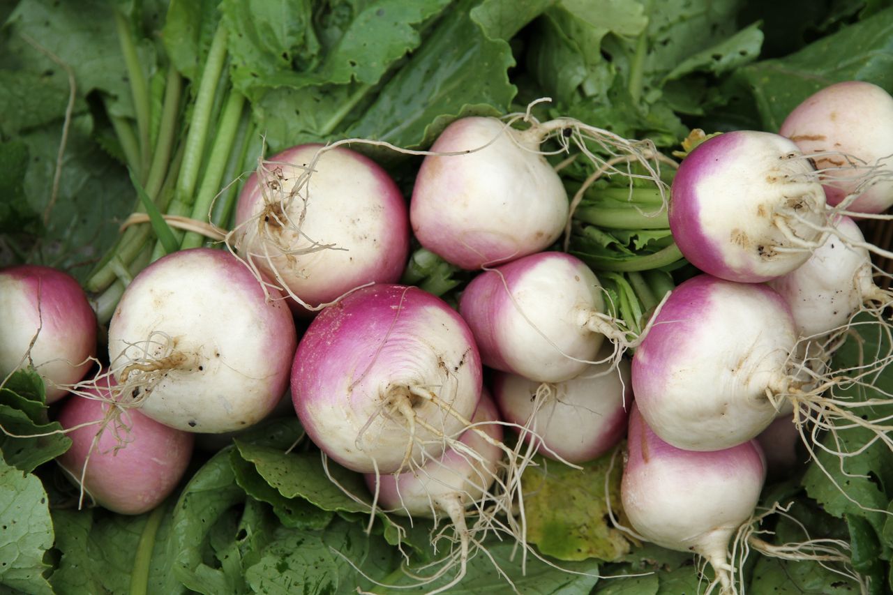 Kiedyś Polacy jedli na okrągło. Dziś to zapomniane warzywo, choć dobre dla jelit