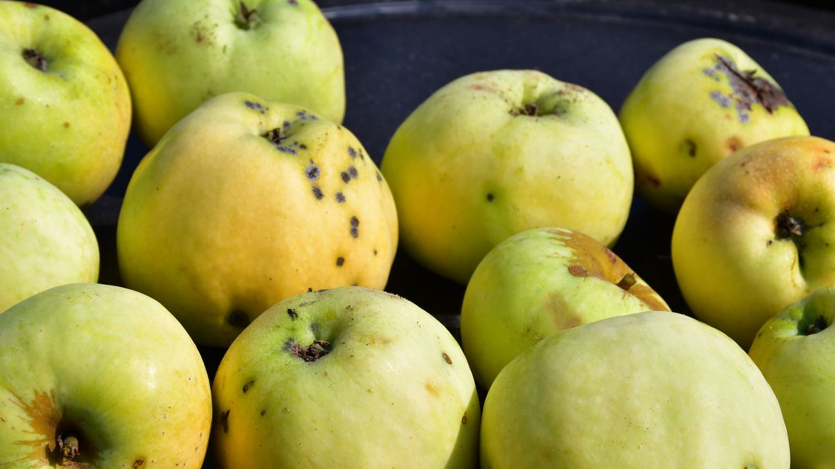 Plamistość Jonatana to częsta choroba jabłek
