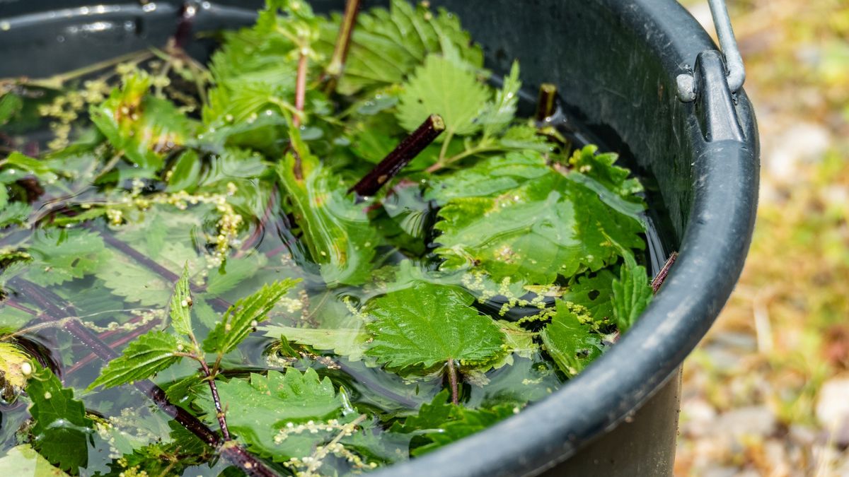 nettle brew natural fertilizer stinging nettlesnettle brew a natural fertilizer made from fermented stinging nettles (Urtica dioica)waldenstroemveggie, vegetarian, urtica dioica, urtica, stinging nettles, stinger, raw, nettle leaf, nettle brew, nettle, natural fertilizer, natural, growing, grow, green, garden gardening, dioica, crop, common nettle, common, brew, nettles, outdoor, plants, health, healthy, up, close, closeup