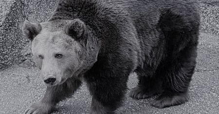 Niedźwiedzica ze stołecznego zoo nie żyje. "Wiek powyżej 30 lat dawał o sobie znać"