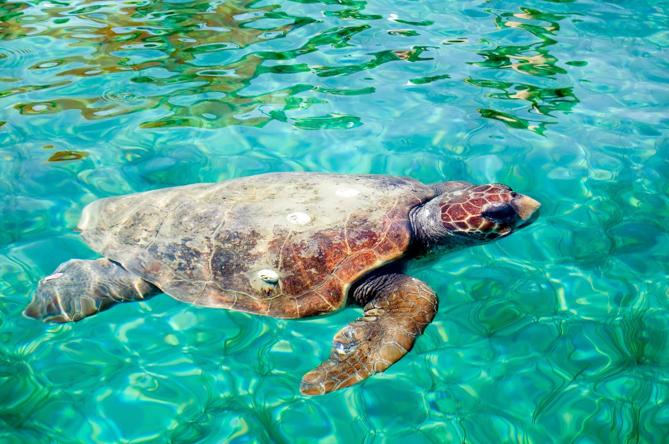 Dorosły żółw Caretta caretta