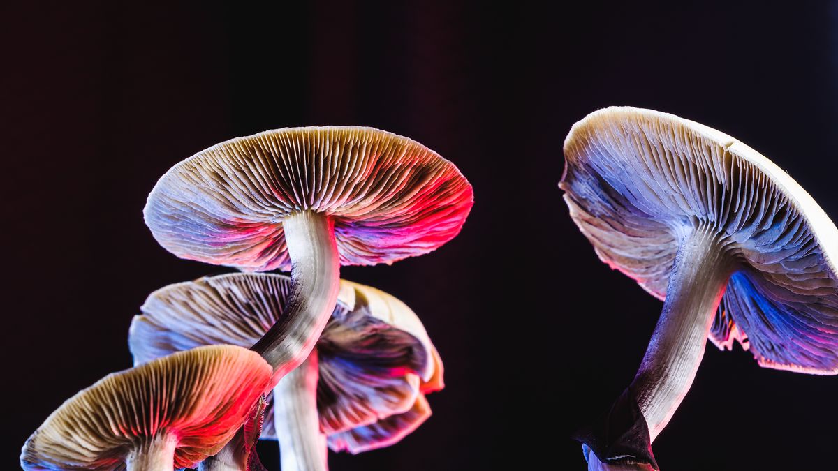 Psilocybe Cubensis