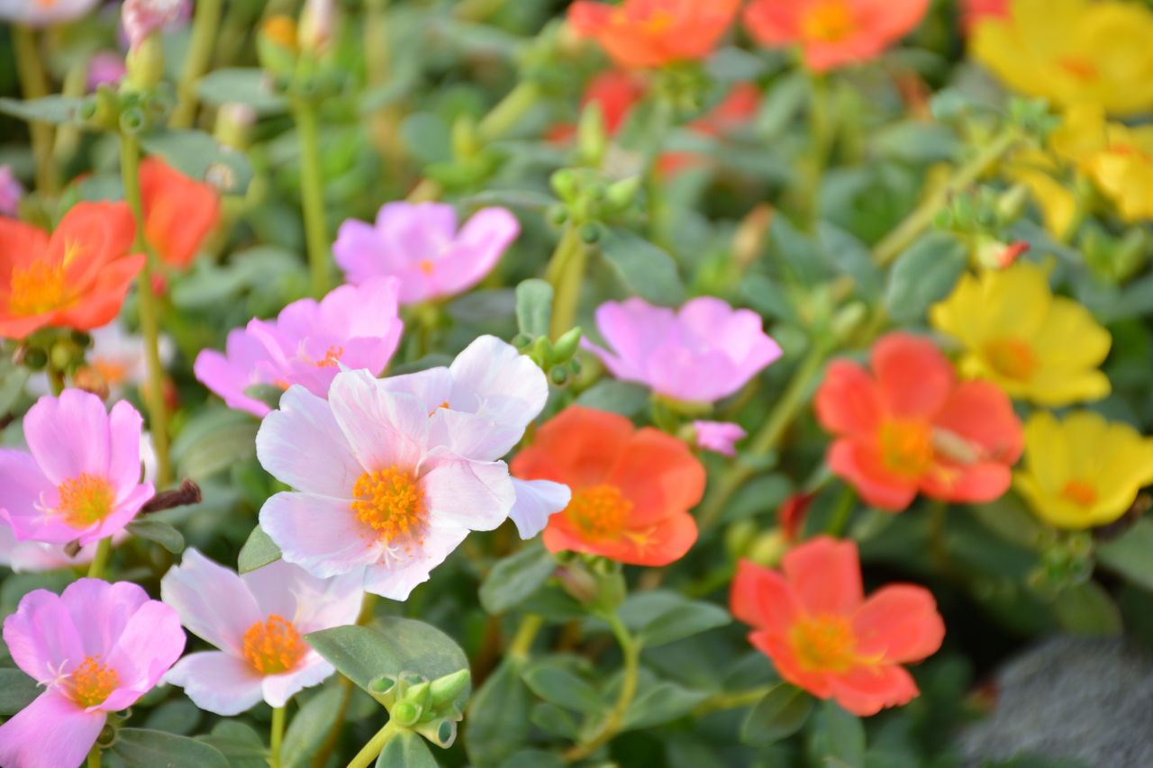 Portulaka pospolita - pielęgnacja, wymagania, uprawa i odmiany