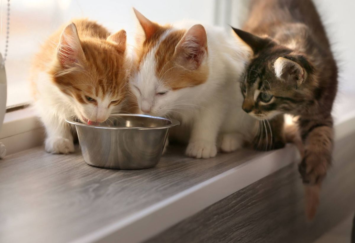 Czego nie mogą jeść koty?