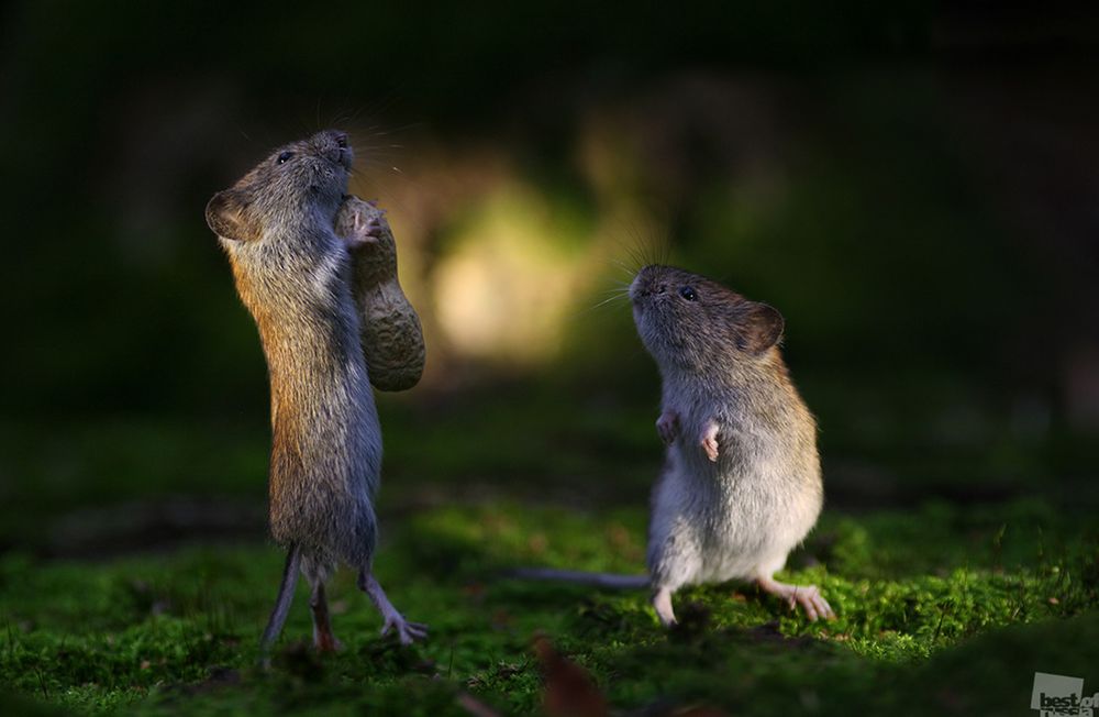 Nominowani do tytułu Najlepszego Fotografa Rosji w konkursie „Best of Russia 2016” 10