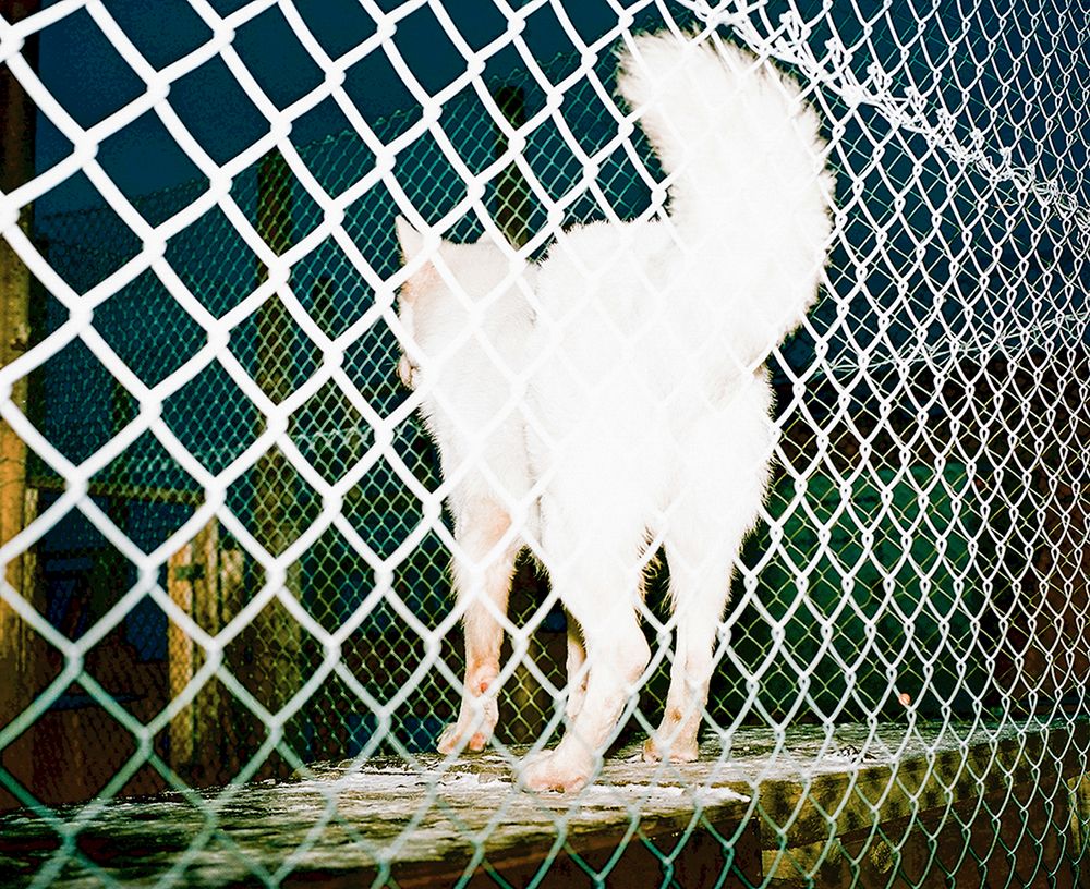 „Przez 4 miesiące panuje tutaj totalna ciemność, a latem słońce w ogóle nie zachodzi” - opisuje swój ostatni materiał Dominika Gęsicka 6