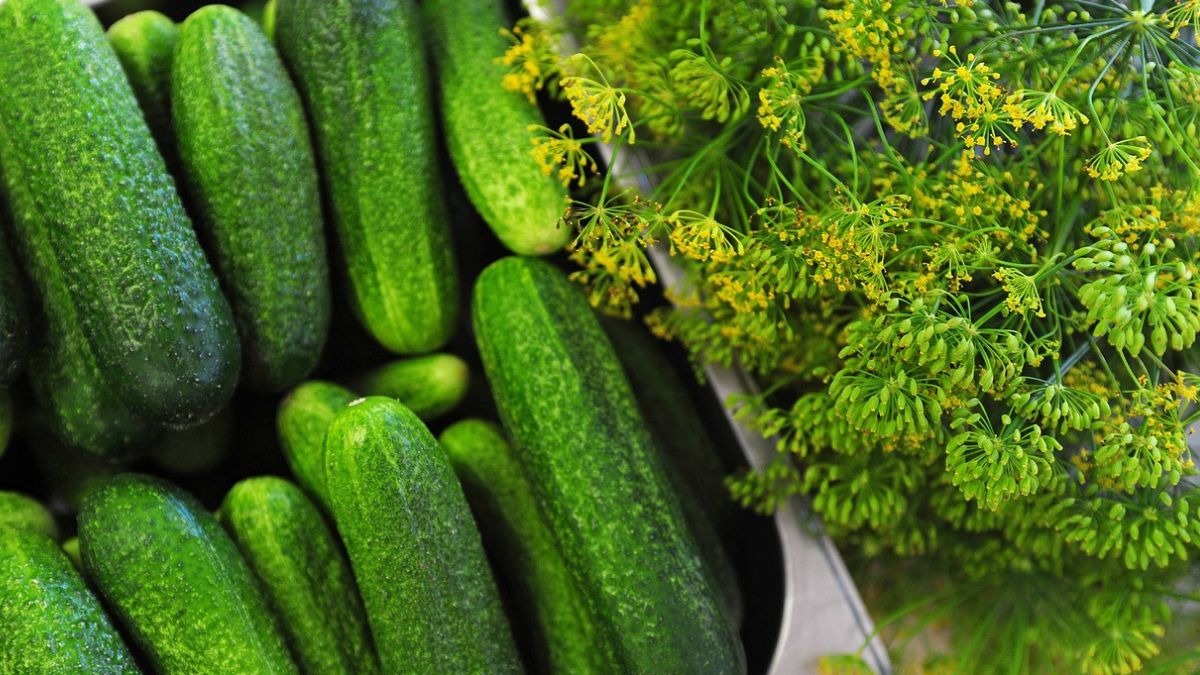 Jakie koper będzie najlepszy do kiszenia ogórków? 